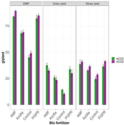 Impact of biofertilisers on iron homeostasis and grain quality in the rice variety Uma under Elevated CO2